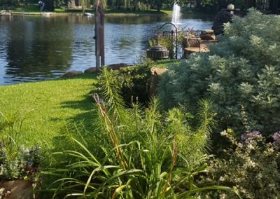 Lake Plants