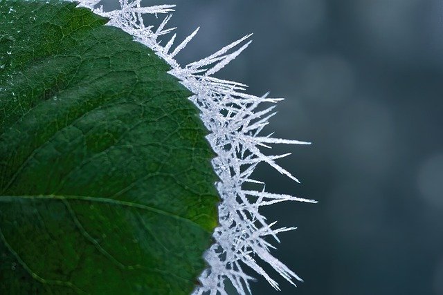 green leaf with ice-icles on