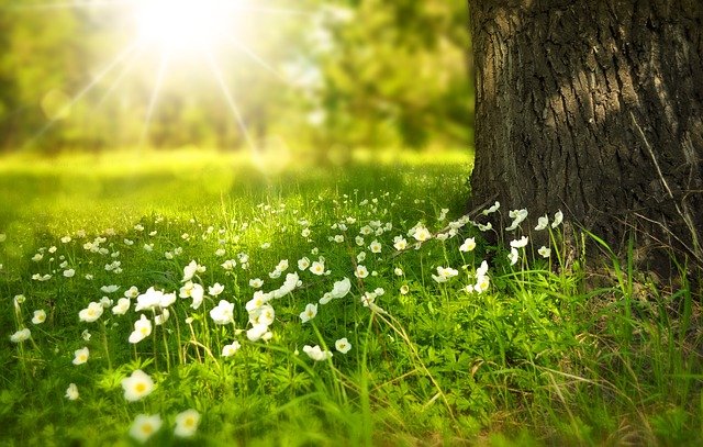 flowers in a field next to a tree in sunlight